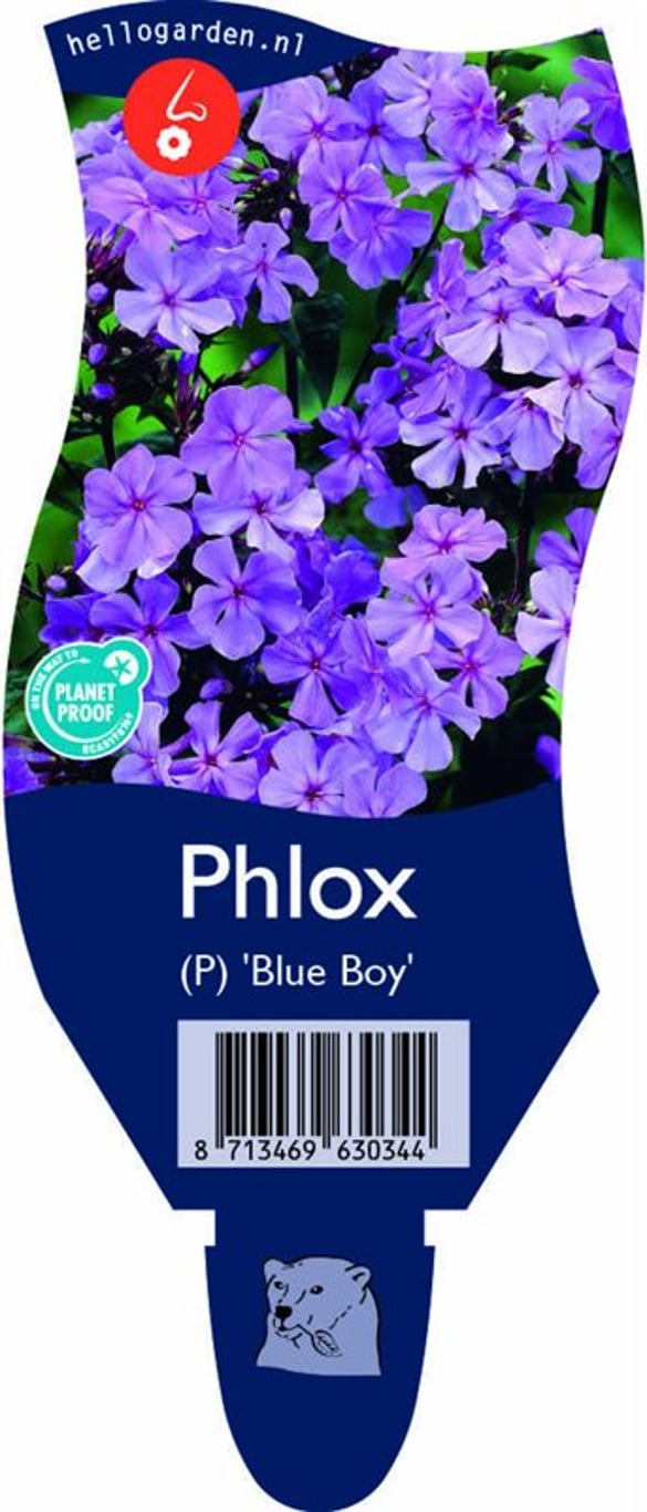 Phlox (P) 'Blue Boy' - P11